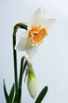 Sympathy: Daffodil
