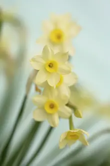 Minnow: Daffodil