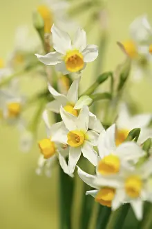 Eastertide: Daffodil