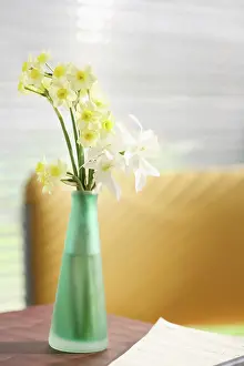 Blended: Daffodil