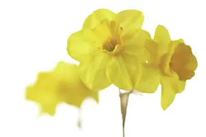 Eastertide: Daffodil