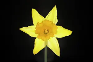 Amaryllis: Daffodil