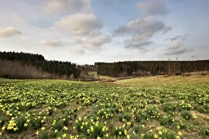 Pseudonarcissus: Daffodil