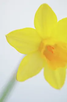 Narcissus: Daffodil