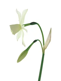 Connected: Daffodil
