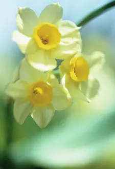 Triple: Daffodil