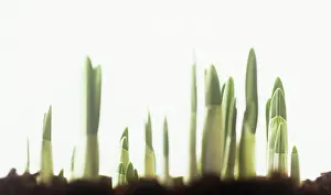 Beginning: Daffodil