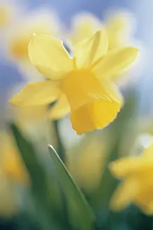 Narcissus: Daffodil