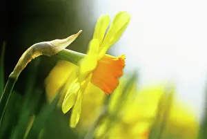 Narcissus: Daffodil