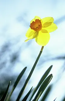 Maturing: Daffodil
