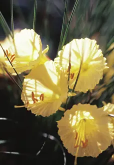 Dainty: Daffodil