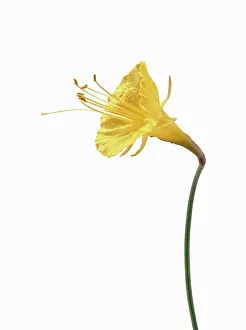 Mobile: Daffodil