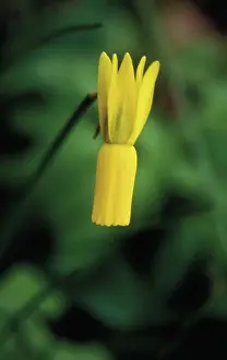 Trumpet: Daffodil
