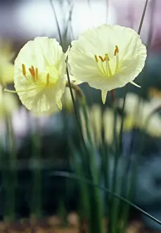 Fragile: Daffodil
