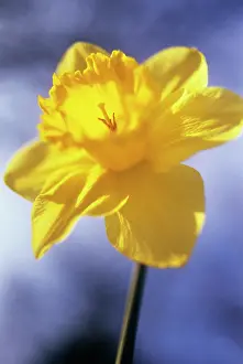 Joyful: Daffodil