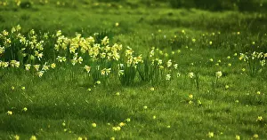 Classic: Daffodil