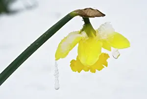 Classic: Daffodil