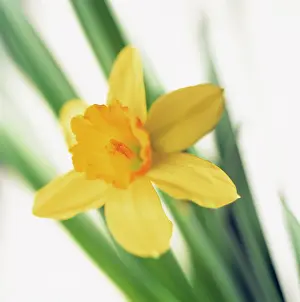 Narcissus: Daffodil