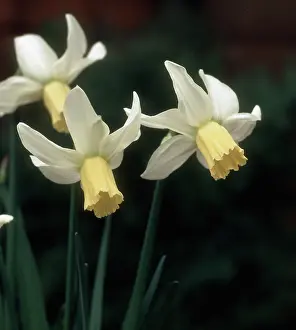 Daffodils: Daffodil flowers