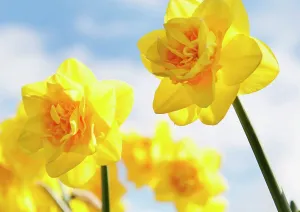 Trumpet: Daffodil Jack the Lad, Narcissus Jack the Lad, yellow fl
