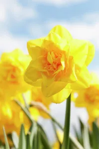 Jack: Daffodil Jack the Lad, Narcissus Jack the Lad, yellow fl