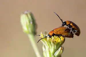 Coleoptere: Daffodil leaf beetle (Exosoma lusitanica) mating