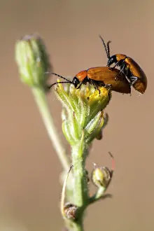 Coleoptere: Daffodil leaf beetle (Exosoma lusitanica) mating
