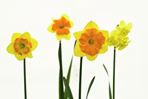 Trumpet: Daffodil, Narcissus Boslowick, Front view of yellow
