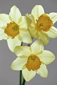 Triple: Daffodil, Narcissus, Close front view of three flowers