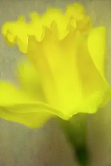 Trumpet: Daffodil, Narcissus close up view, with a textured painterly