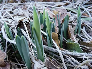 Unfolding: Daffodil, Narcissus cultivar, Plant emerging through