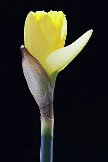 Narcissus: Daffodil, Narcissus cultivar, Yellow subject, Black