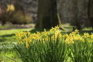 Narcissus: Daffodil, Narcissus cultivar, Yellow subject