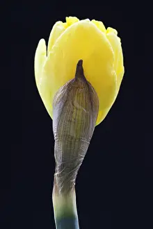 Narcissus: Daffodil, Narcissus cultivar, Yellow subject, Black