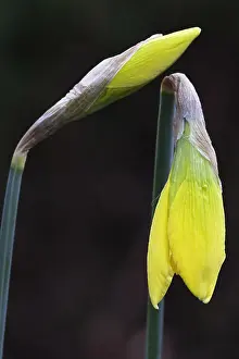 Narcissus: Daffodil, Narcissus cultivar, Yellow subject, Black