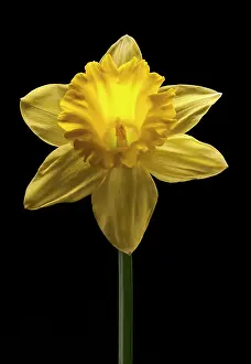 Trumpet: Daffodil, Narcissus Dutch Master, straight on shot of a si