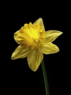 Trumpet: Daffodil, Narcissus Dutch Master, straight on shot of a si