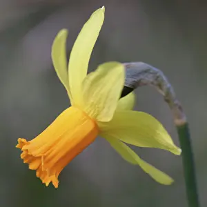 Narcissus: Daffodil, Narcissus Jetfire, Yellow subject