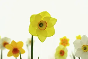 Trumpet: Daffodil, Narcissus Lauren, Front view of single