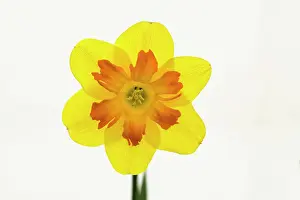 Marion: Daffodil, Narcissus Marion Pearce, Front view