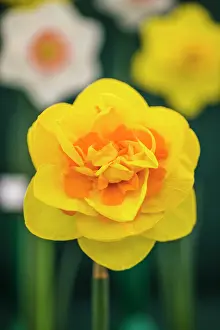 Trumpet: Daffodil, Narcissus Paradigm, Front view of one
