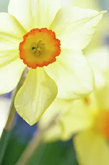 Narcissus: Daffodil, Narcissus Scarlet elegance front view