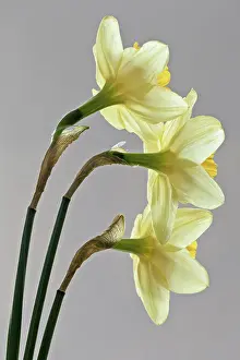 Triple: Daffodil, Narcissus, Back side view of three flowers
