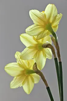 Triple: Daffodil, Narcissus, Back view of three flowers