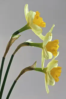 Sidewards: Daffodil, Narcissus, Side view of three flowers