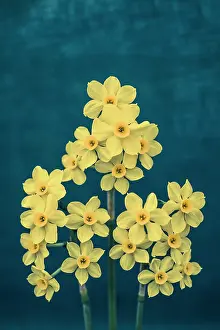 Trumpet: Daffodil, Narcissus x intermedius, Front view of