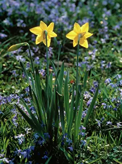 Easter: Daffodil, Narcissus, Two yellow flowers growing