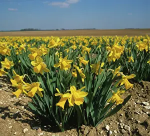 Commercial: Daffodil plants