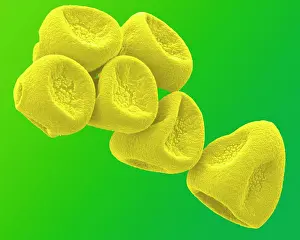 Granule: Daffodil Pollen
