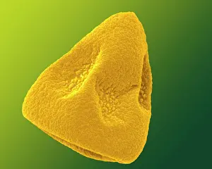 Granule: Daffodil Pollen